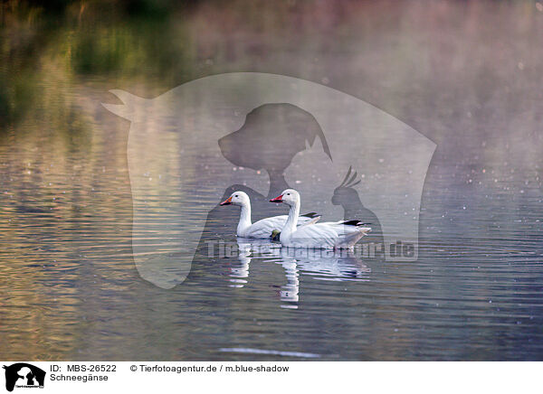 Schneegnse / snow geese / MBS-26522