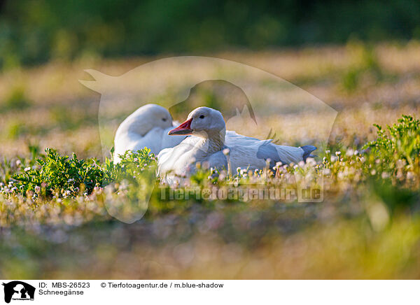 Schneegnse / snow geese / MBS-26523