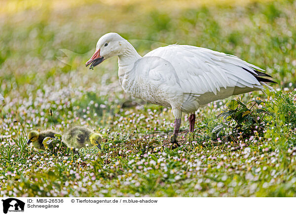 Schneegnse / snow geese / MBS-26536