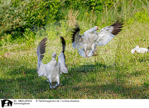 Schneegnse / snow geese / MBS-26552