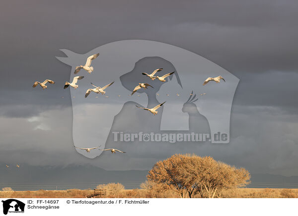 Schneegnse / snow geese / FF-14697