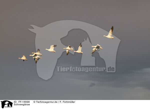 Schneegnse / snow geese / FF-14698