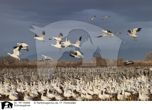 Schneegnse / snow geese / FF-14699