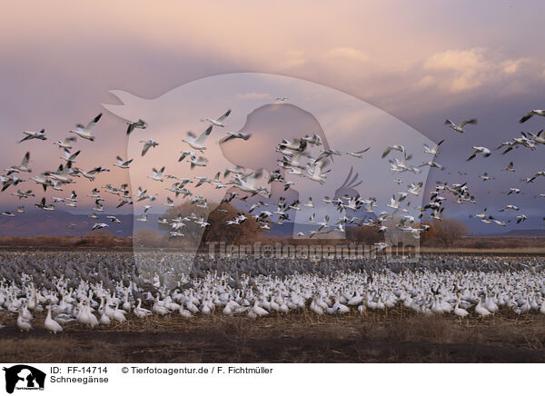 Schneegnse / snow geese / FF-14714