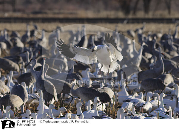 Schneegnse / snow geese / FF-14723