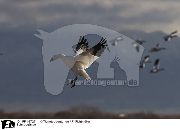 Schneegnse / snow geese / FF-14727
