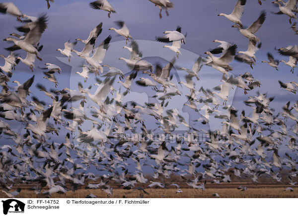 Schneegnse / snow geese / FF-14752