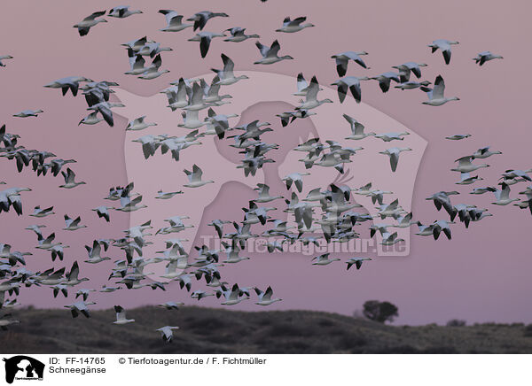 Schneegnse / snow geese / FF-14765