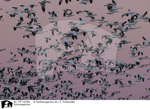 Schneegnse / snow geese / FF-14766