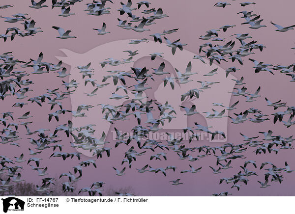 Schneegnse / snow geese / FF-14767