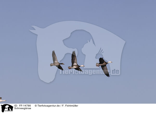 Schneegnse / snow geese / FF-14786