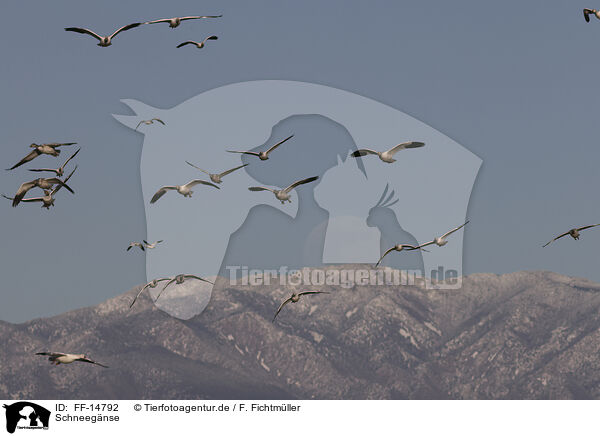 Schneegnse / snow geese / FF-14792