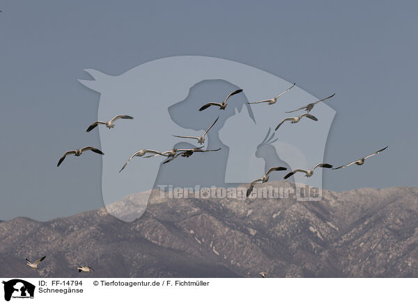 Schneegnse / snow geese / FF-14794