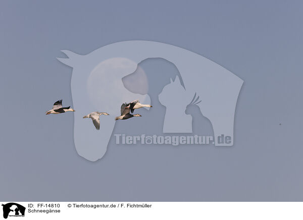 Schneegnse / snow geese / FF-14810