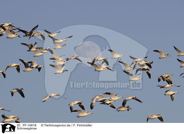 Schneegnse / snow geese / FF-14818
