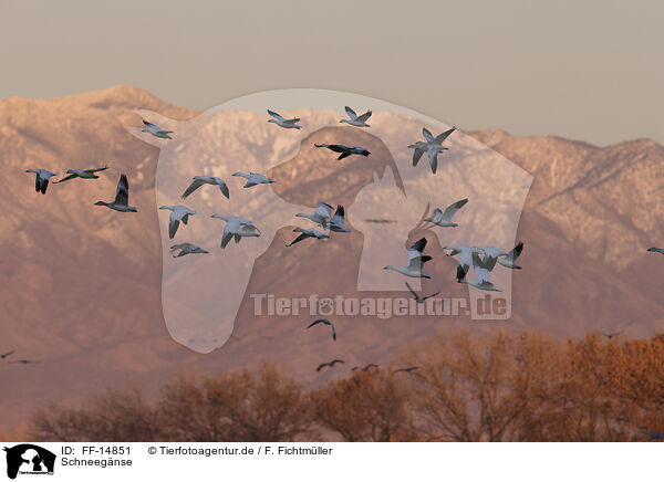 Schneegnse / snow geese / FF-14851