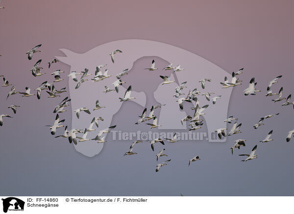 Schneegnse / snow geese / FF-14860