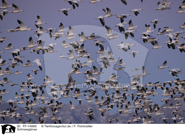 Schneegnse / snow geese / FF-14866