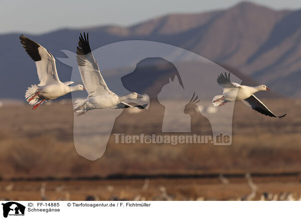 Schneegnse / snow geese / FF-14885