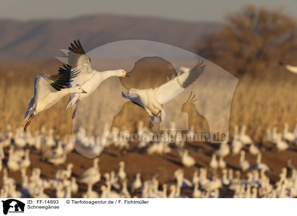 Schneegnse / snow geese / FF-14893