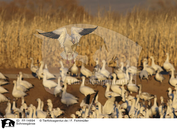 Schneegnse / snow geese / FF-14894