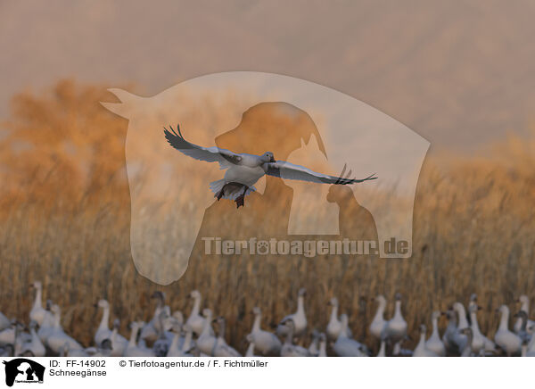 Schneegnse / snow geese / FF-14902