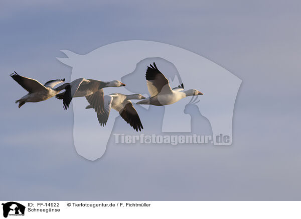 Schneegnse / snow geese / FF-14922