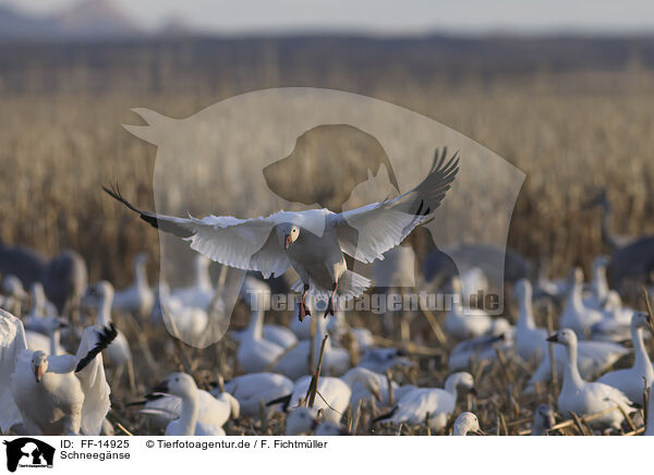 Schneegnse / snow geese / FF-14925