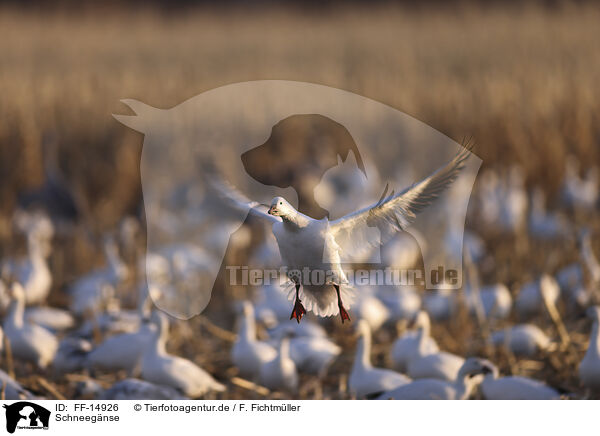 Schneegnse / snow geese / FF-14926