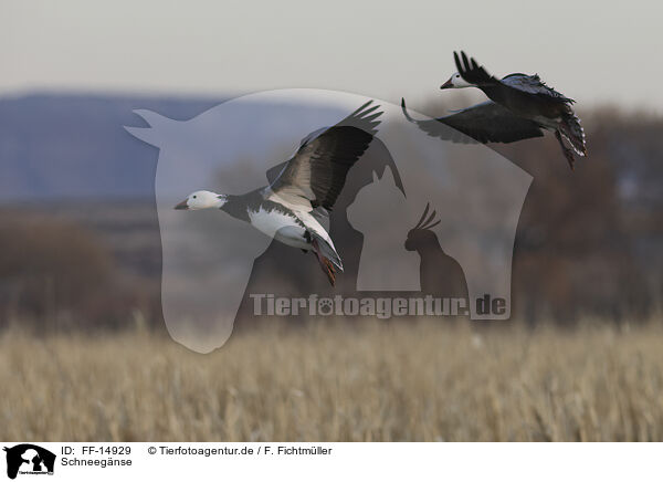 Schneegnse / snow geese / FF-14929