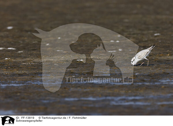 Schneeregenpfeifer / FF-13819