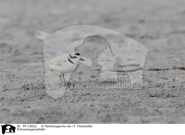 Schneeregenpfeifer / Snowy Plover / FF-13822