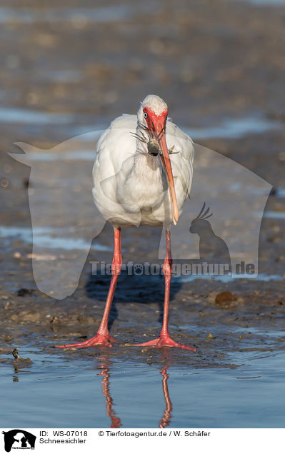 Schneesichler / American white ibis / WS-07018