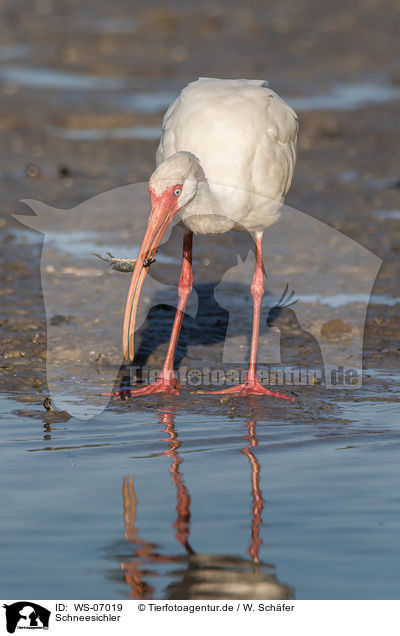 Schneesichler / American white ibis / WS-07019