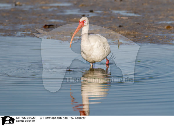 Schneesichler / American white ibis / WS-07020