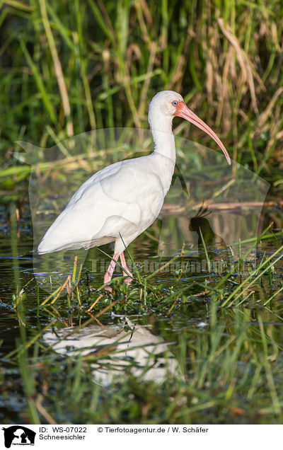 Schneesichler / American white ibis / WS-07022