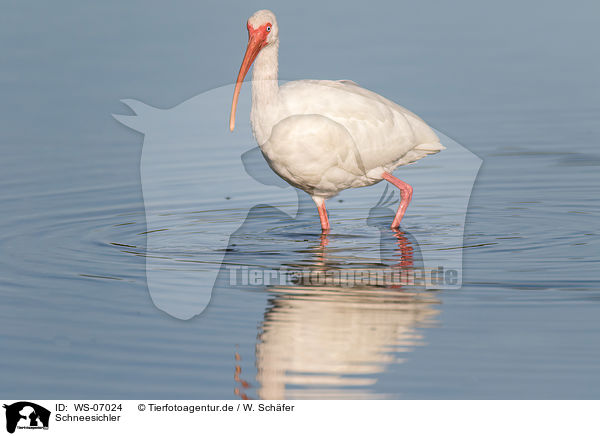 Schneesichler / American white ibis / WS-07024