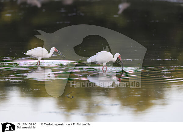 Schneesichler / American White Ibis / FF-13240