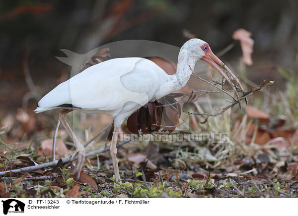 Schneesichler / American White Ibis / FF-13243