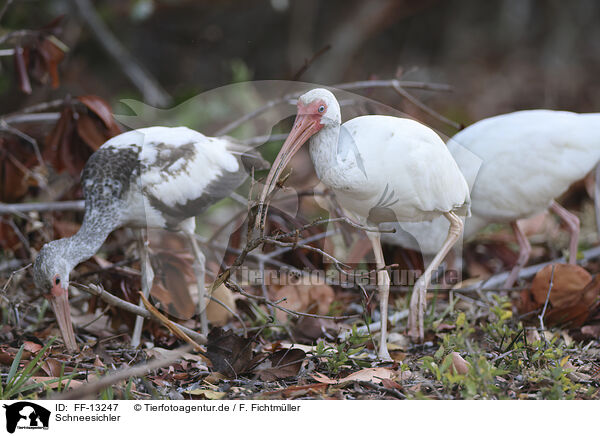 Schneesichler / American White Ibis / FF-13247