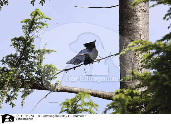 Schopfhher / crested jay / FF-14273