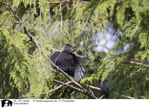 Schopfhher / crested jay / FF-14280