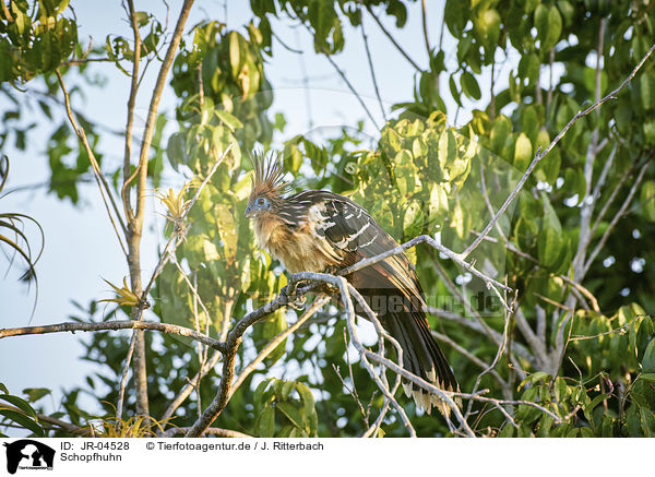 Schopfhuhn / Hoatzin / JR-04528