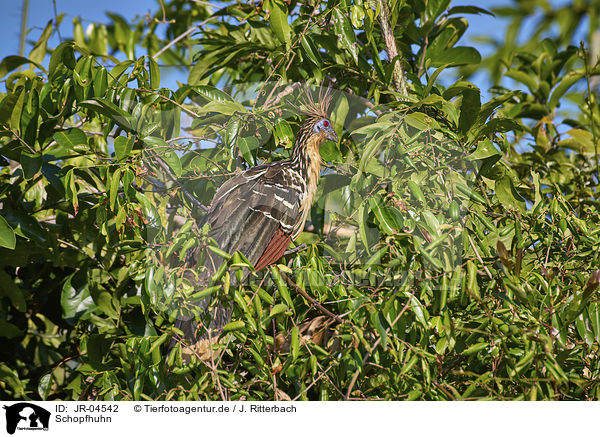Schopfhuhn / Hoatzin / JR-04542