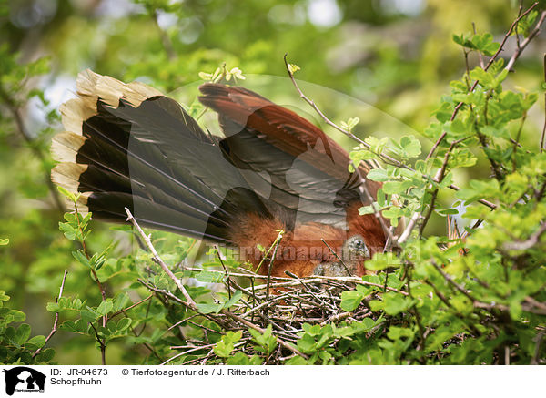 Schopfhuhn / Hoatzin / JR-04673