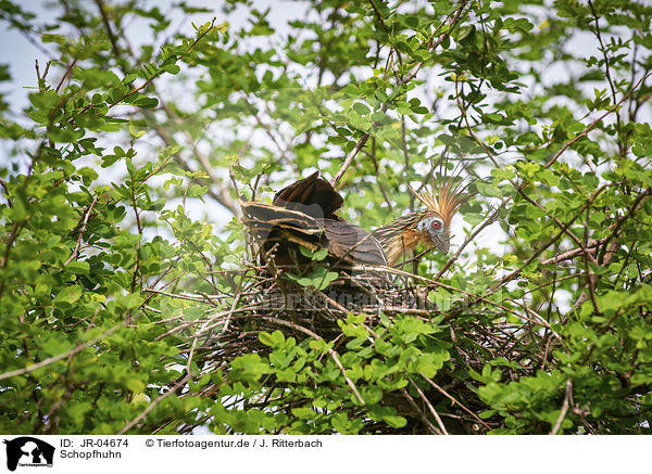 Schopfhuhn / Hoatzin / JR-04674