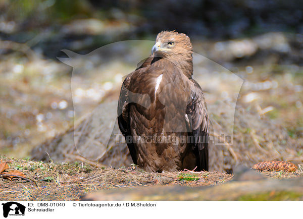 Schreiadler / lesser spotted eagle / DMS-01040