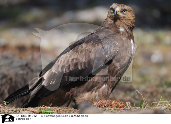 Schreiadler / lesser spotted eagle / DMS-01042