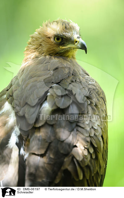 Schreiadler / lesser spotted eagle / DMS-06197
