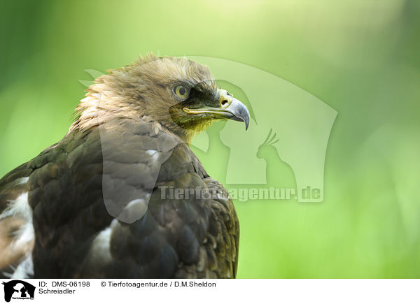 Schreiadler / lesser spotted eagle / DMS-06198